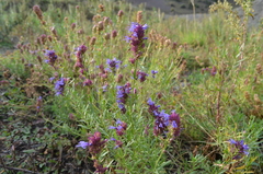 Hyssopus seravschanicus