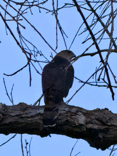 iNaturalist observation photo of Cooper's Hawk
