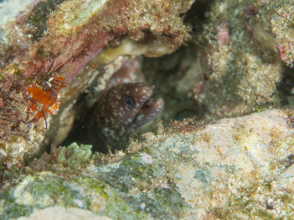 Lipspot moray (Gymnothorax chilospilus) — Muraenidae