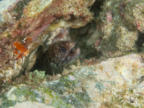 Lipspot moray (Gymnothorax chilospilus) — Muraenidae