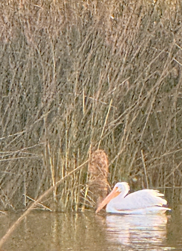 iNaturalist observation photo of American White Pelican