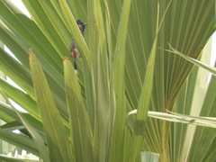 Pycnonotus cafer stanfordi