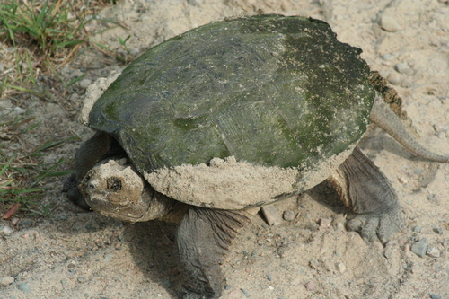 Snapping Turtle