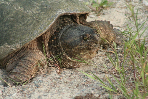 Snapping Turtle
