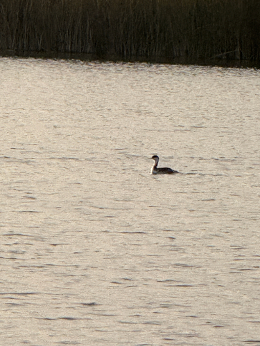 iNaturalist observation photo of Western and Clark's Grebes