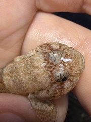 Cheekscaled Frillgoby photo 1