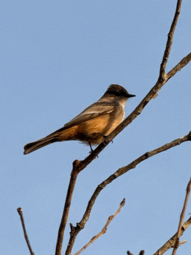 iNaturalist observation photo of Say's Phoebe