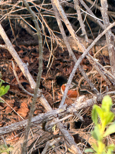 iNaturalist observation photo of Spotted Towhee