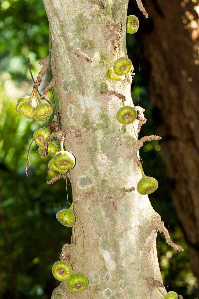 Vả – Ficus auriculata