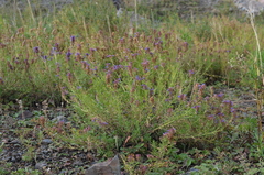 Hyssopus seravschanicus