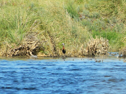 iNaturalist: (c) vgsaladiaz, some rights reserved (CC BY-NC), uploaded by vgsaladiaz iNaturalist image