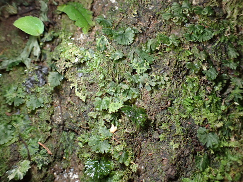 Trichomanes parvulum, photograph 1
