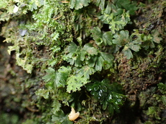 Trichomanes parvulum