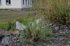 Hyssopus seravschanicus