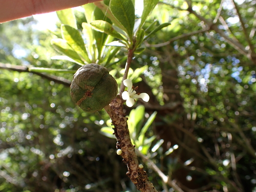 Koolau Range cheesewood (Pittosporum glabrum)