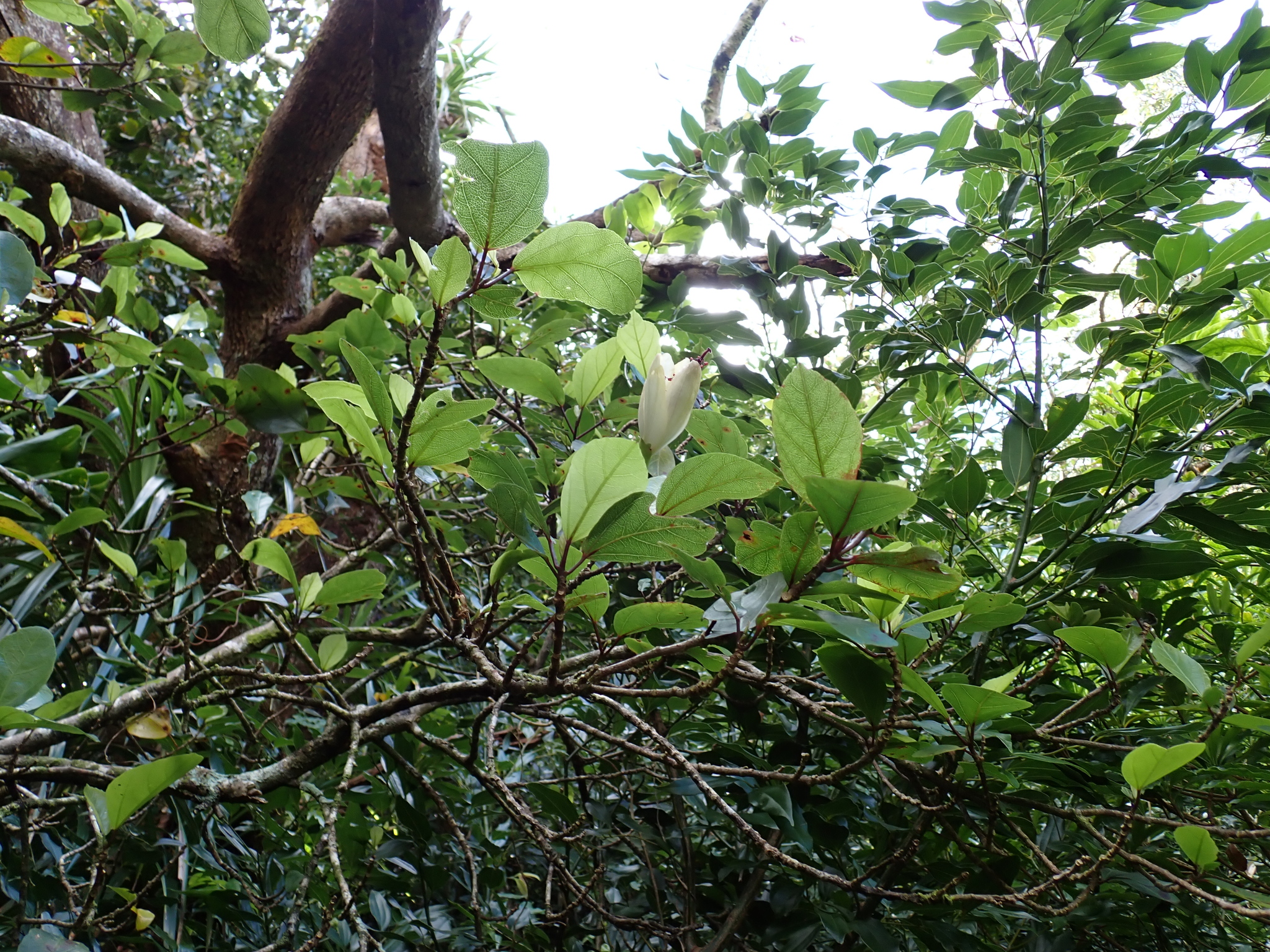 Imagem de Hibisco
