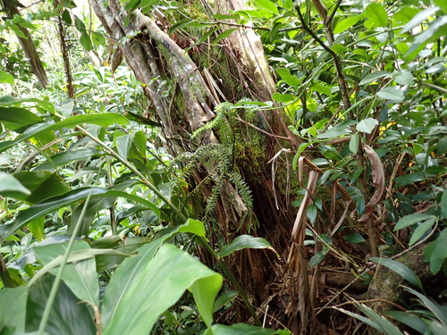 wāwae‘iole (Phlegmariurus phyllanthus)