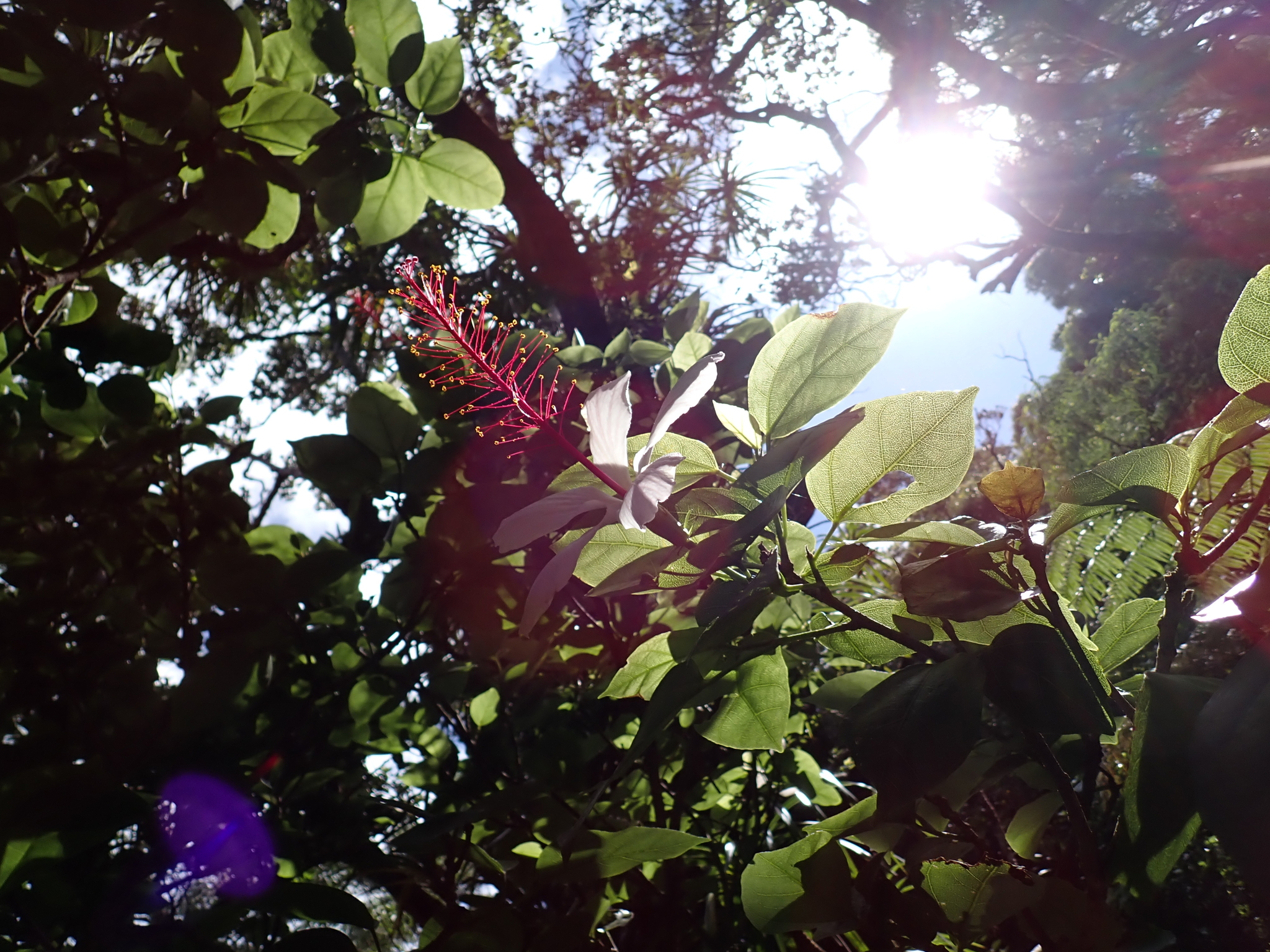 Imagem de Hibisco