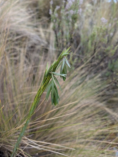 Bomarea glaucescens (Bomarea glaucescens)