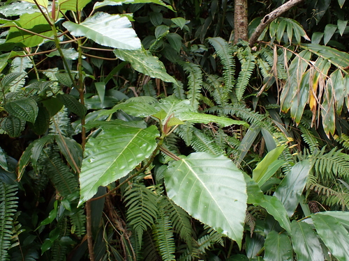 opuhe (Urera glabra)
