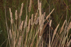 Tribolium brachystachyum