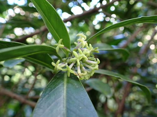 manono (Kadua affinis)