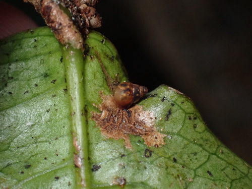 Auriculella observed 2026-01-25