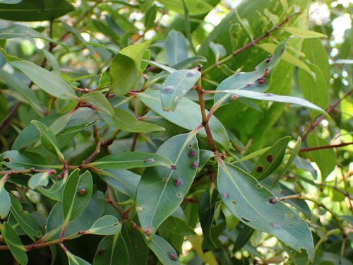 Lehua ahihi (Metrosideros tremuloides)