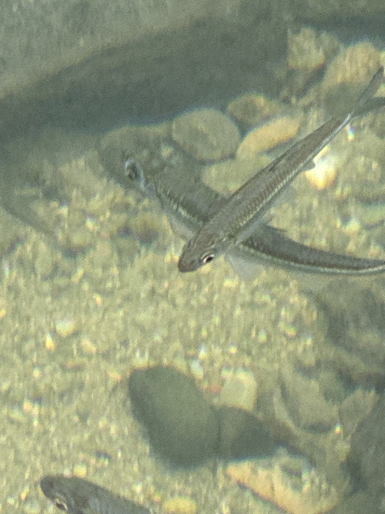 Sharpbelly (Pseudohemiculter dispar) — Cyprinidae