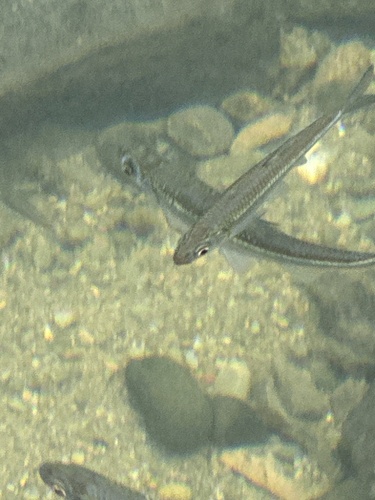 Sharpbelly (Pseudohemiculter dispar) — Cyprinidae