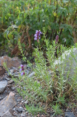 Hyssopus seravschanicus