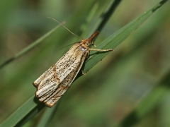 Thisanotia chrysonuchella