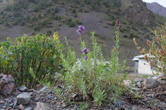 Hyssopus seravschanicus