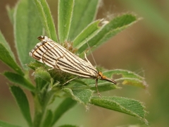 Chrysocramboides craterella