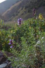 Hyssopus seravschanicus