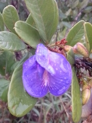 Periandra mediterranea