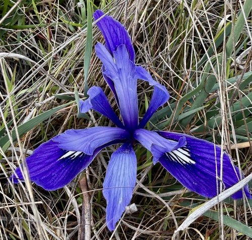 Ground iris