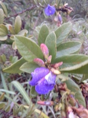 Periandra mediterranea