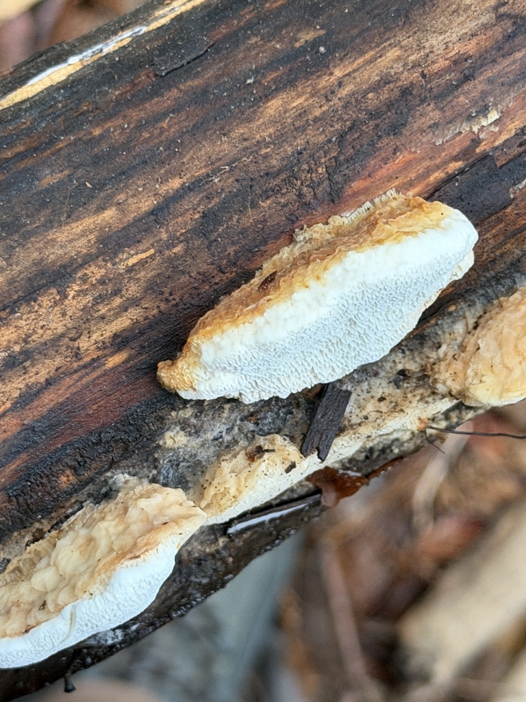 Fomitopsis madronae · January 2026 · photo: © aheyman1 (iNaturalist, cc0)