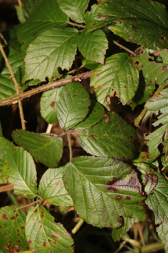 Image of Rubus subtercanens by no rights reserved