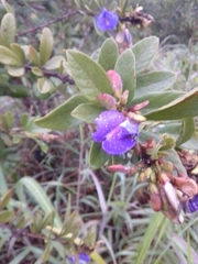 Periandra mediterranea