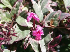 Pseuderanthemum carruthersii