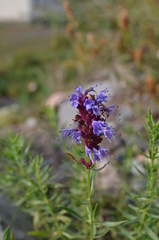 Hyssopus seravschanicus