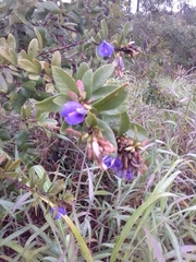 Periandra mediterranea