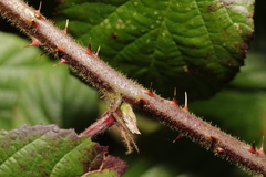 Rubus subtercanens