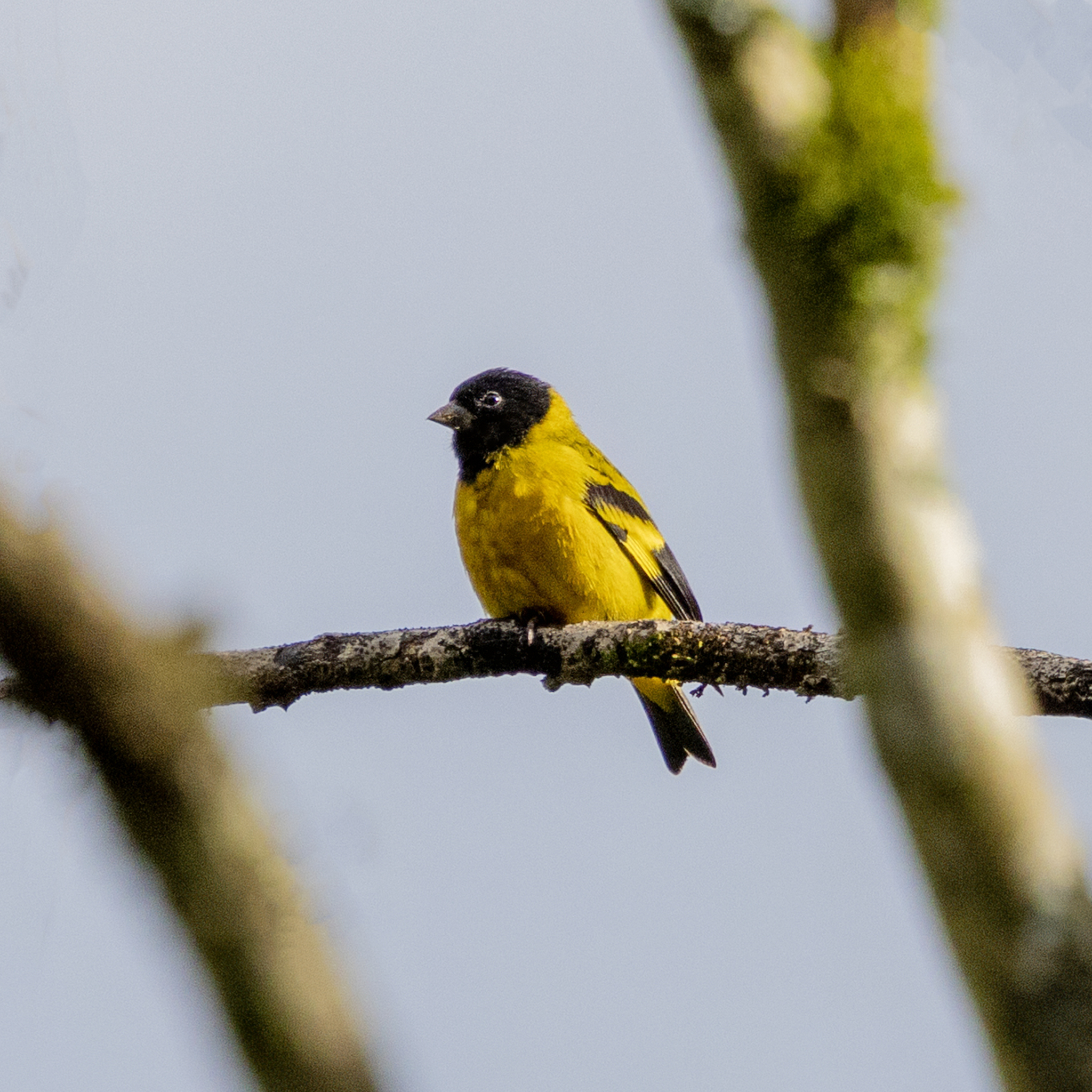 Olivaceous Siskin (Spinus olivaceus), photo 2