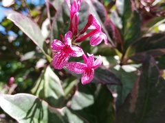 Pseuderanthemum carruthersii