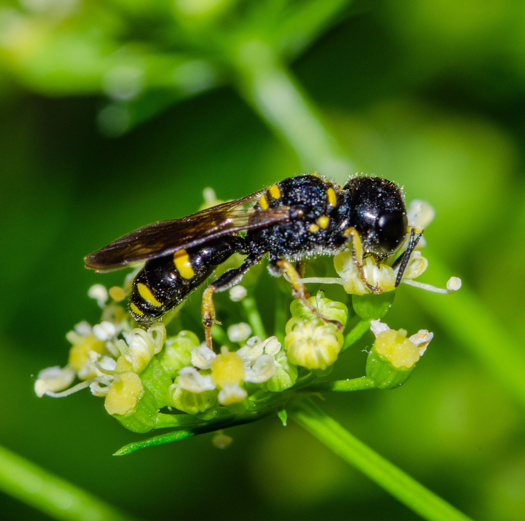 Ectemnius stirpicola
