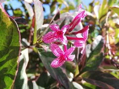 Pseuderanthemum carruthersii