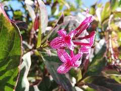 Pseuderanthemum carruthersii